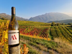 Pinot gris Dent du chat